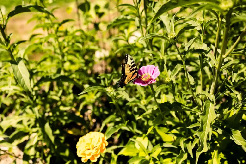 sunflower hill wi wedding